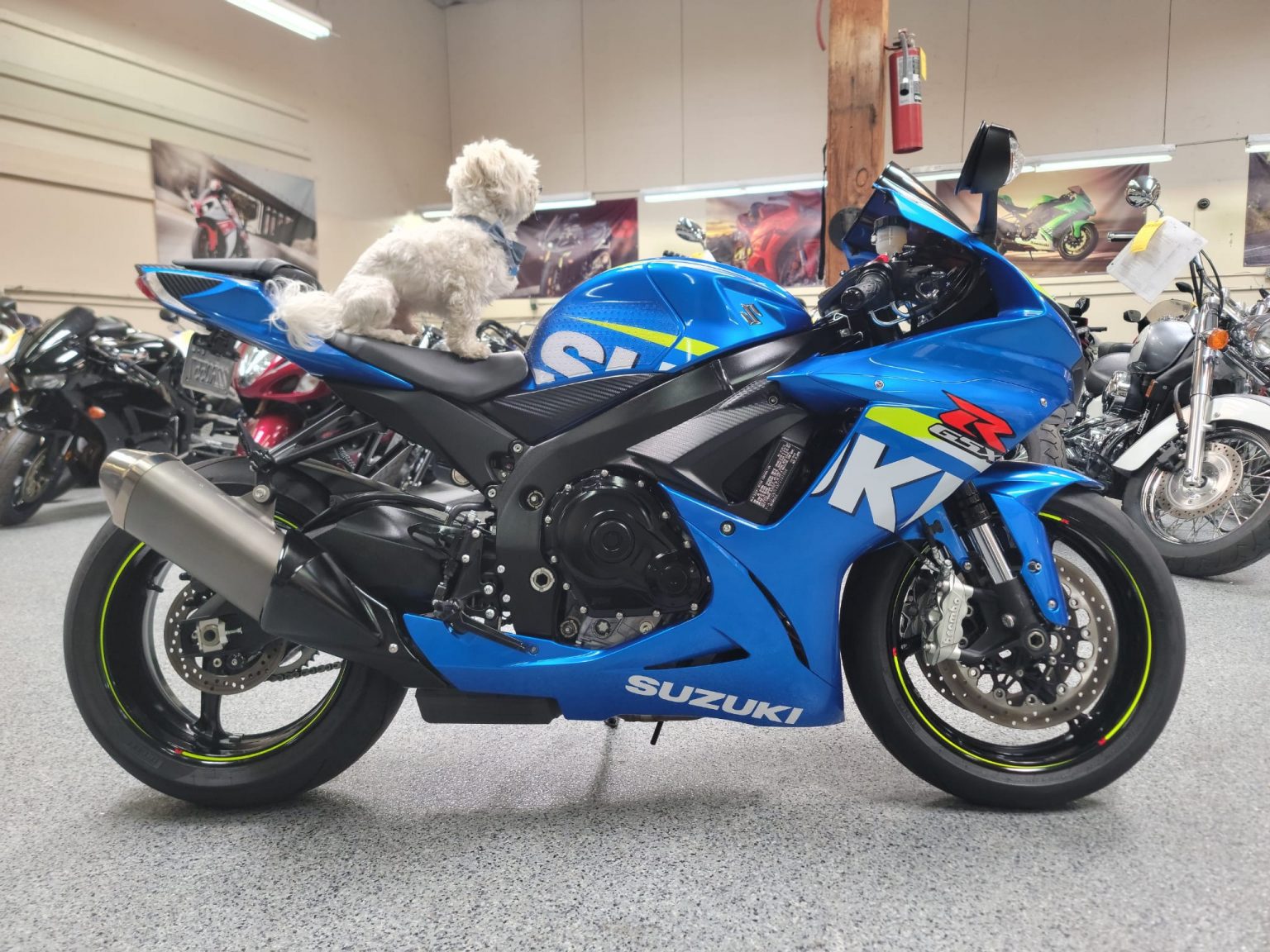 Why are GSXRs so popular? - AK Motors