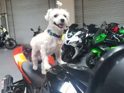 2007 Suzuki GSXR 1000