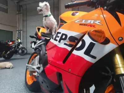 2013 Honda CBR600RR REPSOL EDITION