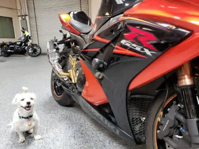 2007 Suzuki GSXR 1000