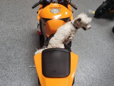 2013 Honda CBR600RR REPSOL EDITION