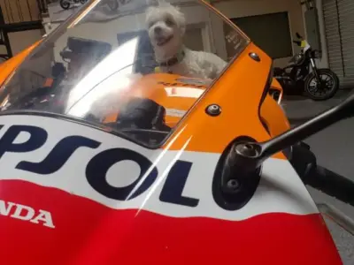 2013 Honda CBR600RR REPSOL EDITION