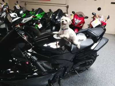 2011 Yamaha R1 Crossplane Raven