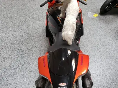 2007 Suzuki GSXR 1000