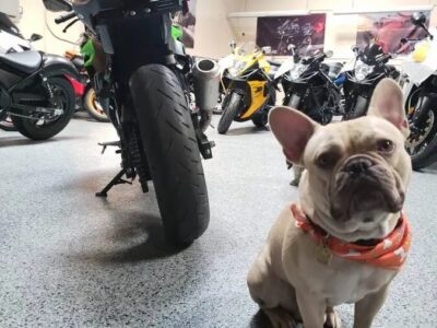 2019 Kawasaki Ninja 400 ABS