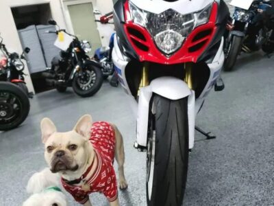 2013 Suzuki GSXR 1000 Commemorative Edition