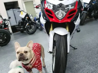 2013 Suzuki GSXR 1000 Commemorative Edition