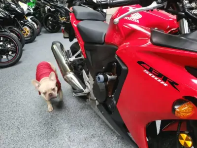 2013 Honda CBR500R CBR 500