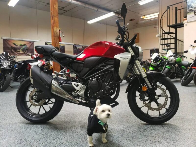 2019 HONDA CB300R