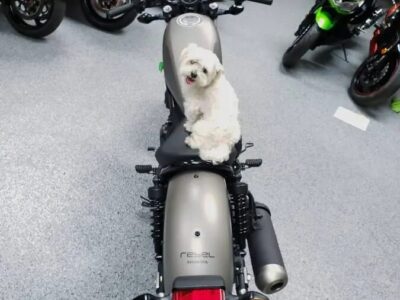 2017 Honda Rebel 500
