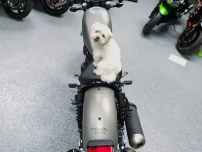 2017 Honda Rebel 500