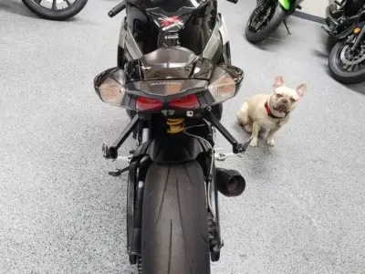 2009 Suzuki GSXR 1000