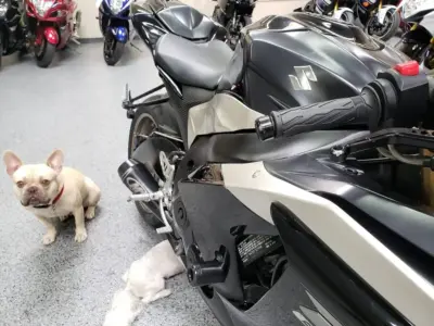 2009 Suzuki GSXR 1000