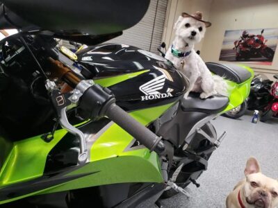 2009 Honda CBR600RR
