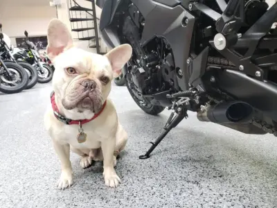 2013 Kawasaki Z1000
