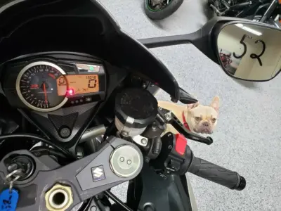 2009 Suzuki GSXR 1000