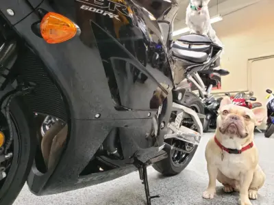 2015 Honda CBR600RR