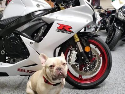 2017 Suzuki GSXR 750