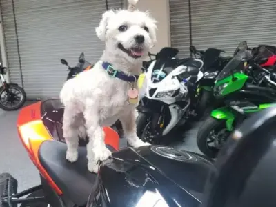 2007 Suzuki GSXR 1000