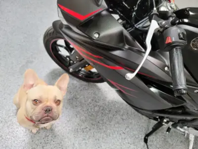 2017 Yamaha R3 ABS