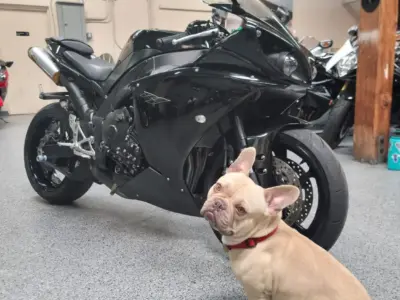 2011 Yamaha R1 Crossplane Raven