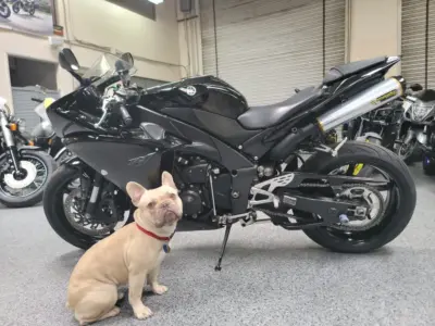 2011 Yamaha R1 Crossplane Raven