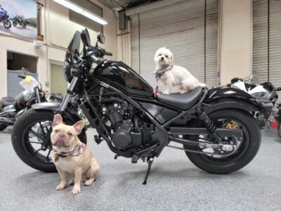 2020 Honda Rebel 500