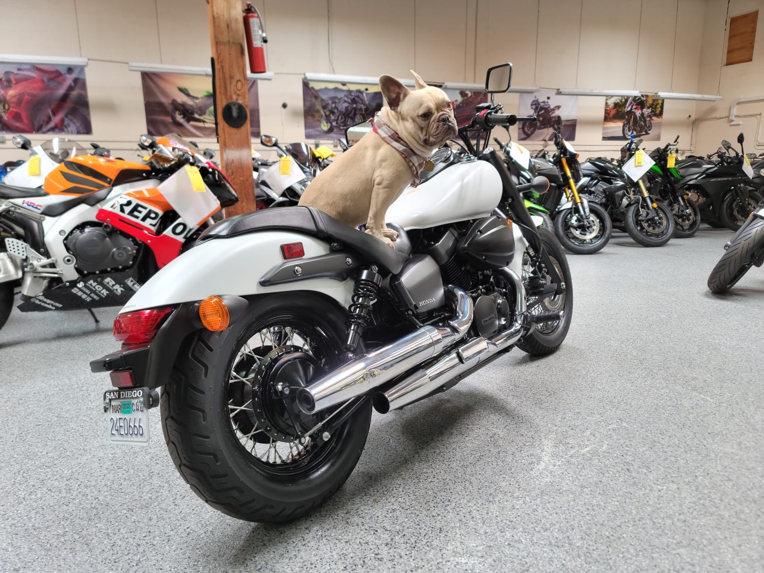 honda shadow phantom 2019