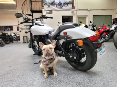 2019 Honda Shadow Phantom