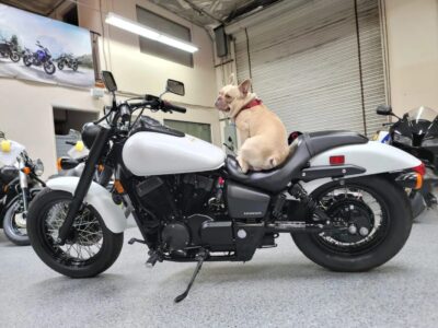 2019 Honda Shadow Phantom