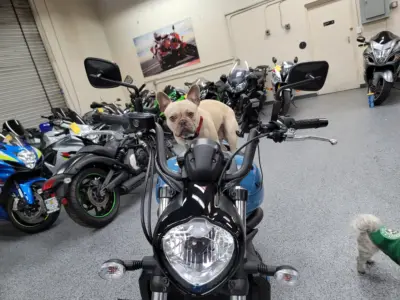 2019 Kawasaki Vulcan S ABS
