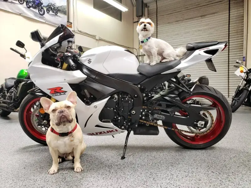 2017 Suzuki GSXR 750