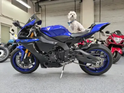 2019 Yamaha R1