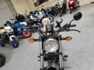 2019 Honda Rebel 500 ABS