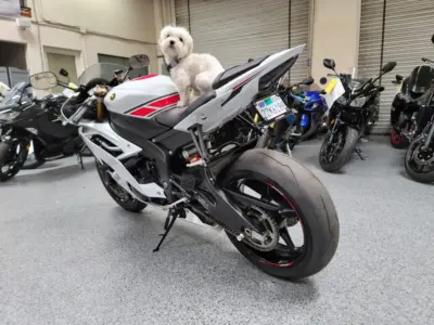 2015 Yamaha R6 PEARL WHITE