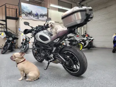 2016 Yamaha XSR 900