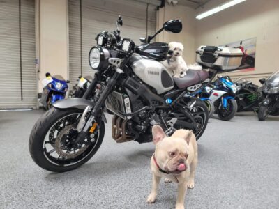 2016 Yamaha XSR 900