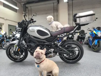 2016 Yamaha XSR 900