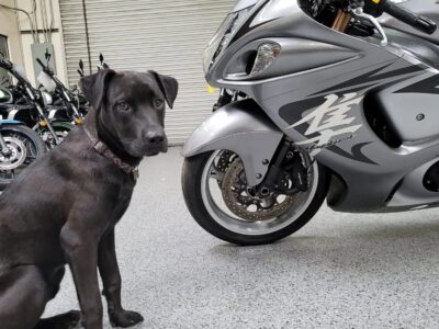 2009 Suzuki Hayabusa GSX1300R