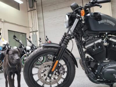 2014 Harley Davidson Sportster 883 Iron