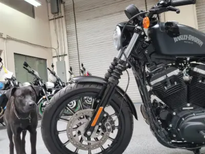 2014 Harley Davidson Sportster 883 Iron