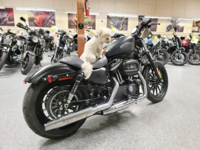 2014 Harley Davidson Sportster 883 Iron