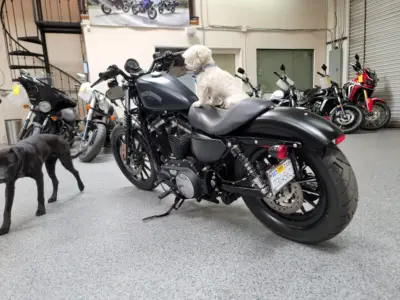 2014 Harley Davidson Sportster 883 Iron