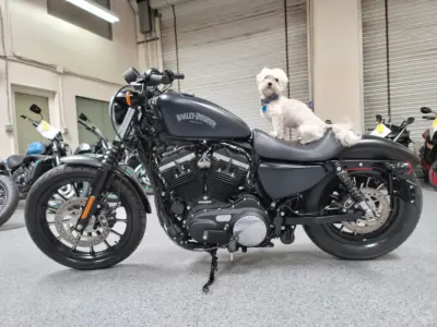 2014 Harley Davidson Sportster 883 Iron